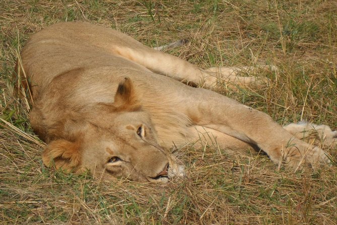 Nairobi National Park 1.p.m Game Drive - Is $75.60 good value?