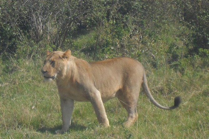 Nairobi National Park 1.p.m Game Drive - Who will enjoy this half-day safari
