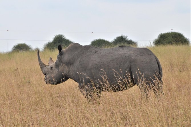 Nairobi National Park - Nairobi’s skyline meets open grassland