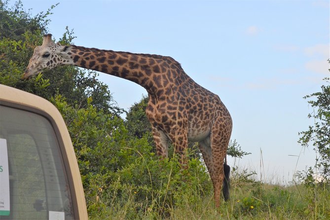 Nairobi National Park - What the four to five hour safari feels like