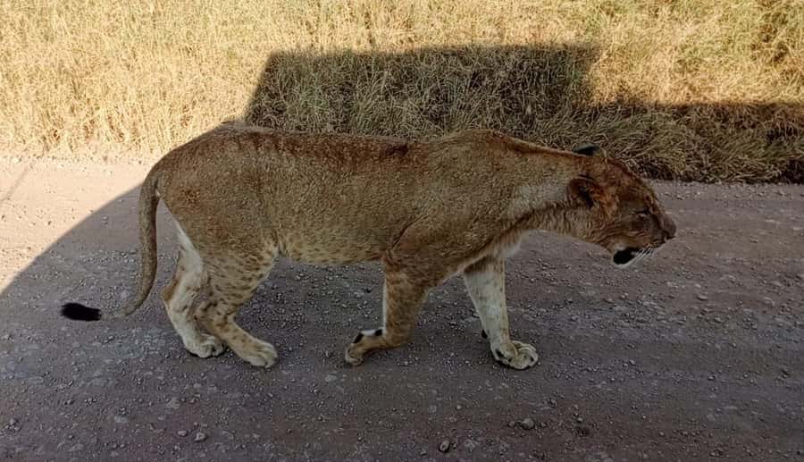 Nairobi National Park 5-hour Guided Game Drive Free Pick up - Key points to know before you book