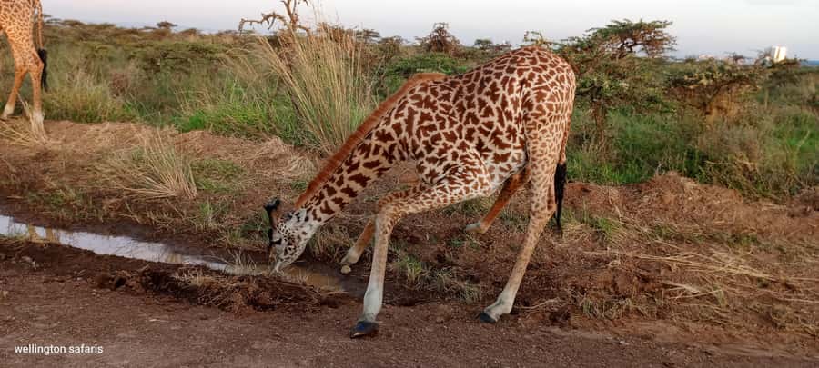 Nairobi National Park 5-hour Guided Game Drive Free Pick up - Guide quality is the biggest part of the experience