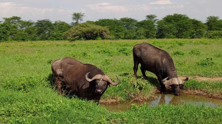 Nairobi National Park 5-hour Guided Game Drive Free Pick up - Five hours inside the park