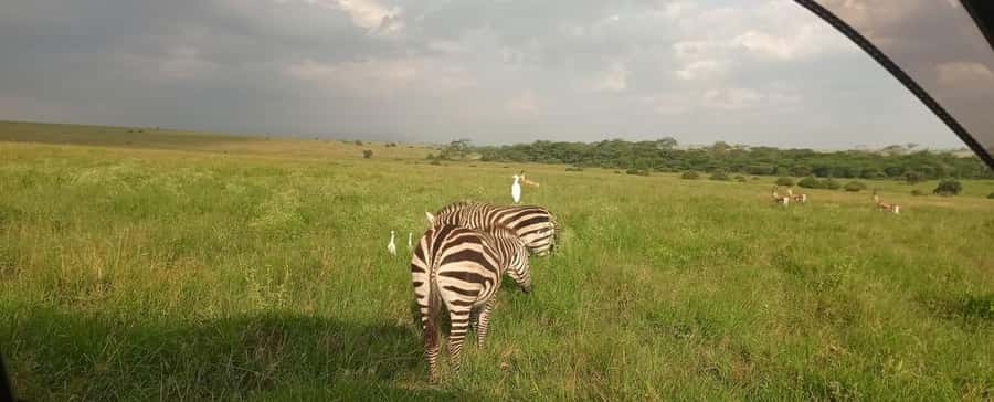 Nairobi National Park 5-hour Guided Game Drive Free Pick up - Morning or afternoon: which departure suits you?