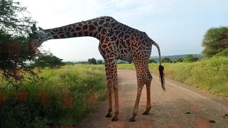 Nairobi National Park 5-hour Guided Game Drive Free Pick up - The city skyline and the park’s sense of place