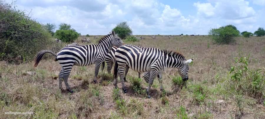 Nairobi National Park 5-hour Guided Game Drive Free Pick up - The craft stop at KOBE Tough beads and leather