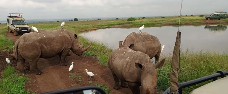 Nairobi National Park 5-hour Guided Game Drive Free Pick up - Hotel pickup makes the half-day format practical