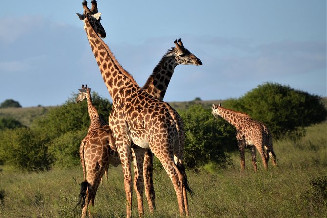 Nairobi National Park - Wildlife highlights and what to watch for