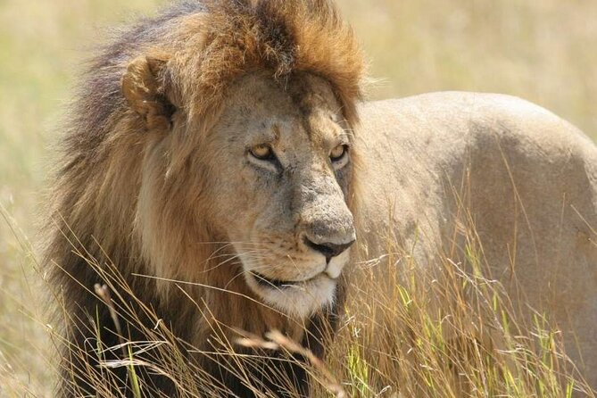 Nairobi National Park 6 am Group-Joining Game Drive - The 6 am start and why timing matters