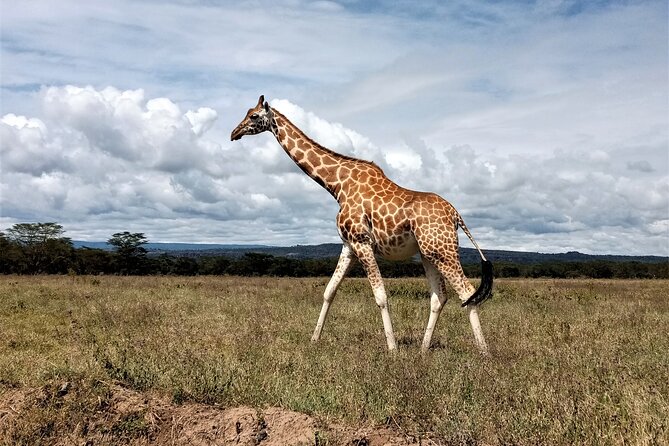 Nairobi National Park 6 am Group-Joining Game Drive - Riding in the open-roof 4x4 van