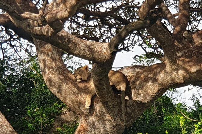 Nairobi National Park 6 am Group-Joining Game Drive - The guide’s role: more than driving