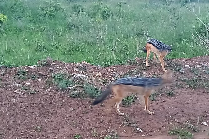Nairobi National Park 6 am Group-Joining Game Drive - What the city portion adds