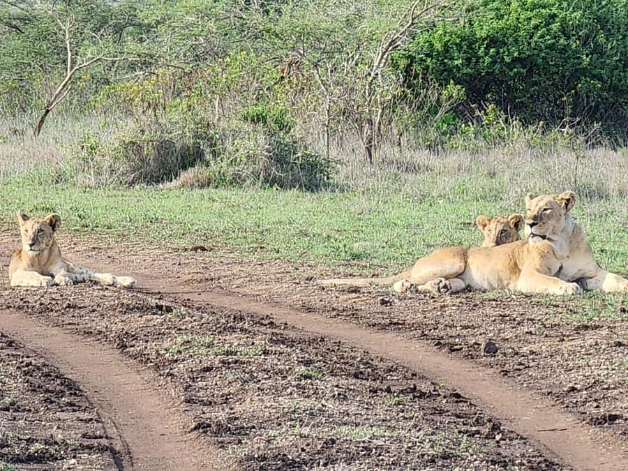 Nairobi National Park 6 am Group Joining Game drive. - FAQ