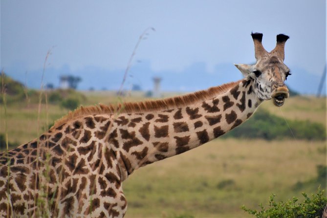 Nairobi National Park - The private format and guide service