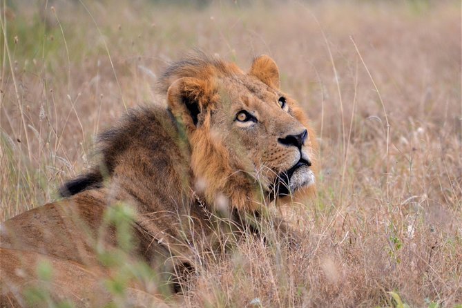 Nairobi National Park - Is $185 a fair price?