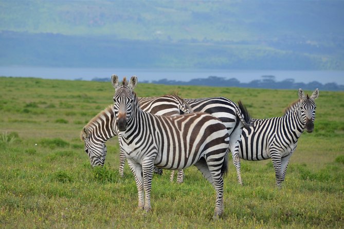 Nairobi National Park - Who should book this Nairobi safari?
