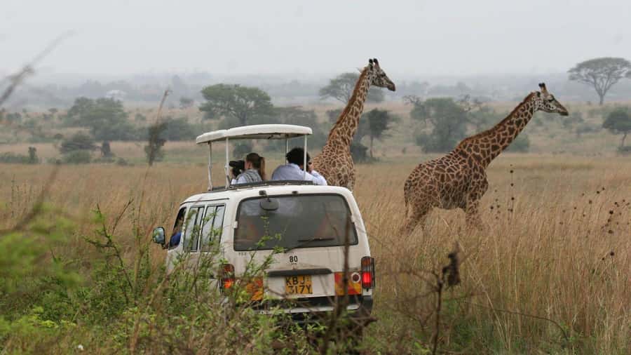 Nairobi National Park –Adventure at City’s Edge Free PickUp - Who will get the most from this Nairobi safari