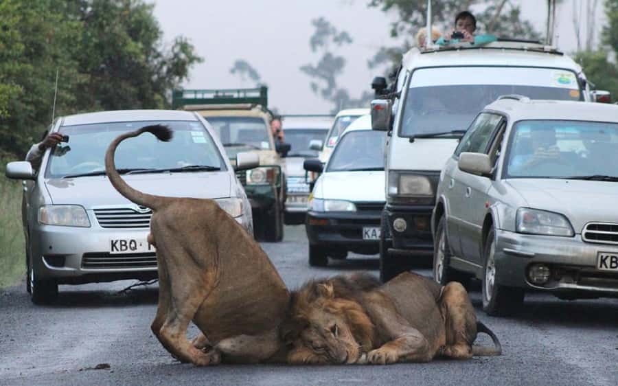 Nairobi National Park –Adventure at City’s Edge Free PickUp - Birdlife for a shorter, calmer safari