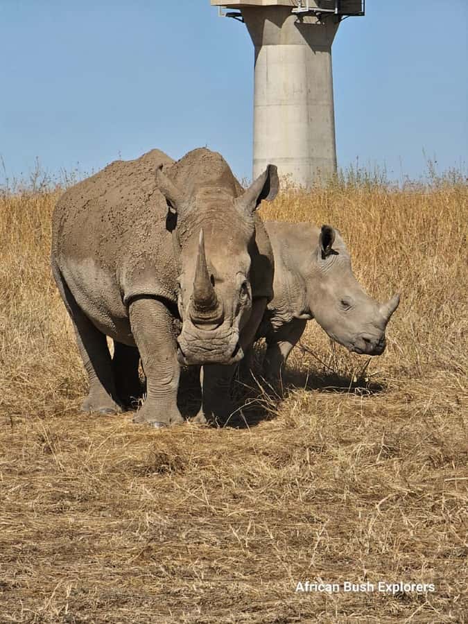 NAIROBI NATIONAL PARK AFTERNOON GAME DRIVE. - Why an afternoon drive works so well