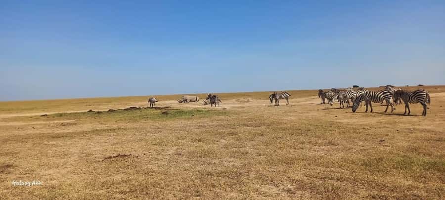 NAIROBI NATIONAL PARK AFTERNOON GAME DRIVE. - Four hours of wildlife watching