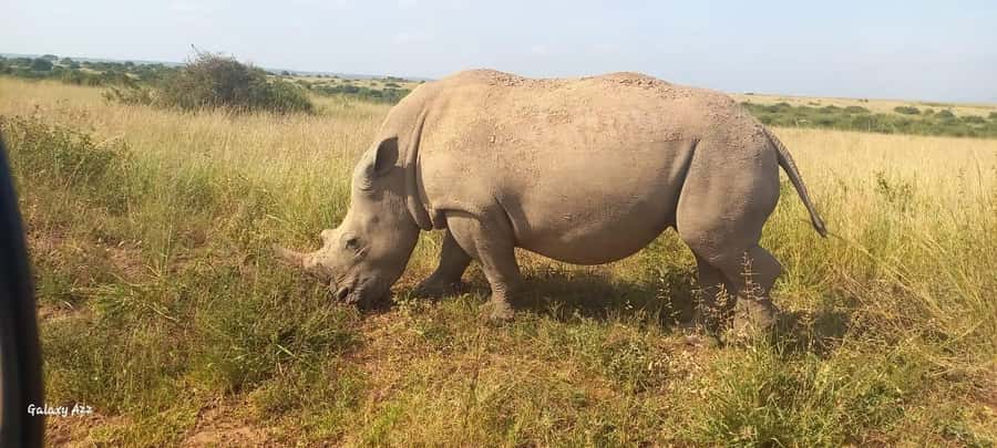 NAIROBI NATIONAL PARK AFTERNOON GAME DRIVE. - The birdwatching is not just a bonus