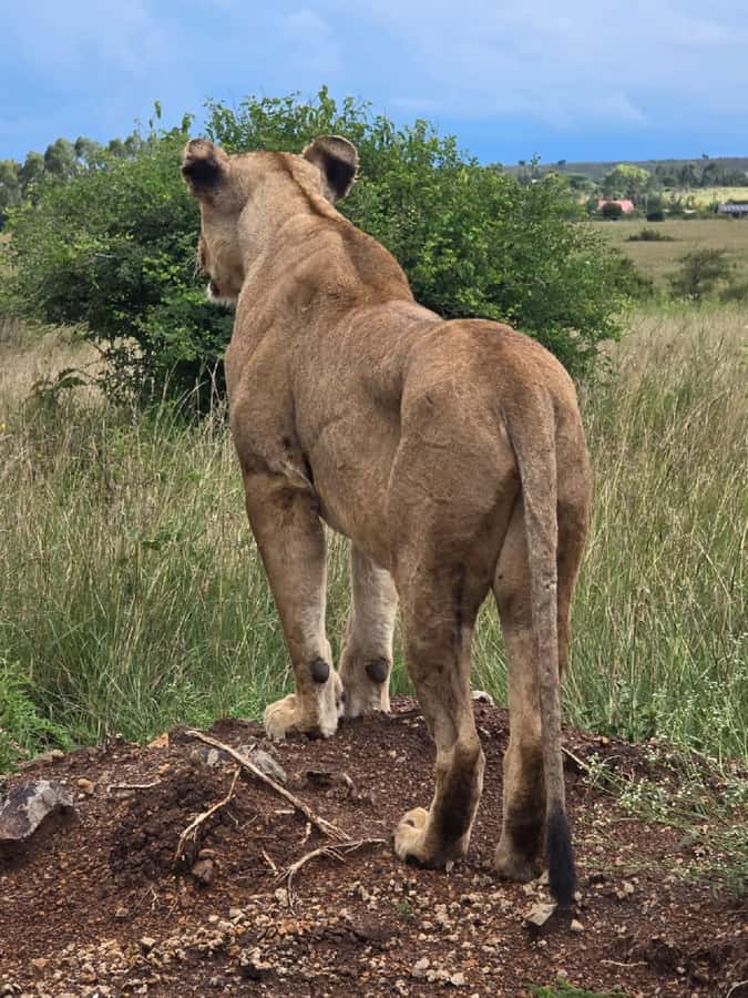 NAIROBI NATIONAL PARK AFTERNOON GAME DRIVE. - The toilet stop and small shop visit