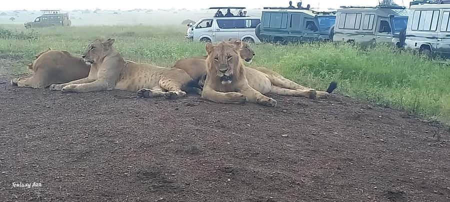 NAIROBI NATIONAL PARK AFTERNOON GAME DRIVE. - Is $35 good value?