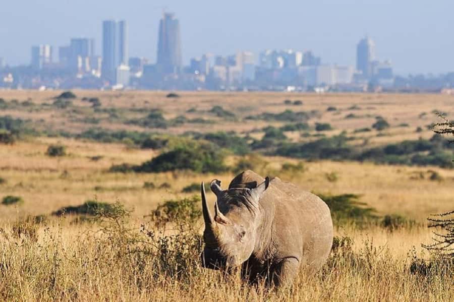 Nairobi national park and elephant orphanage - Key points before you book