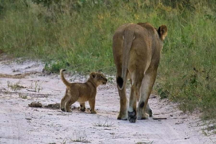 Nairobi national park and elephant orphanage - Transport, pickups, and guide service