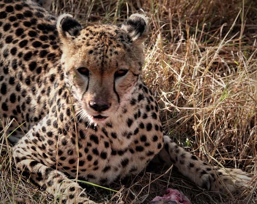 Nairobi national park and elephant orphanage - The complimentary beads factory stop