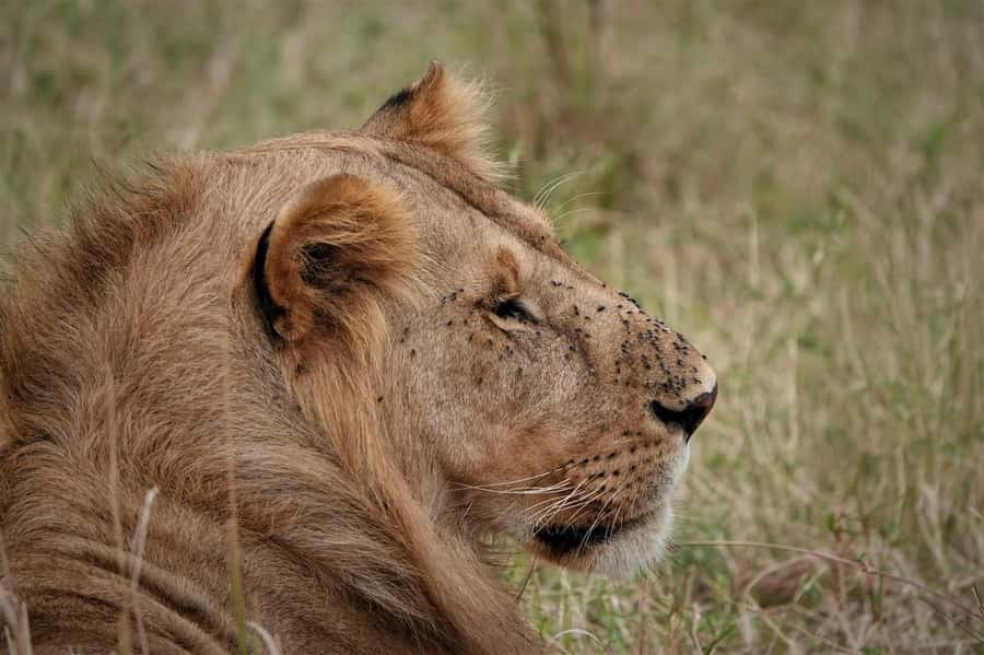 Nairobi national park and elephant orphanage - Booking advice for a smoother morning