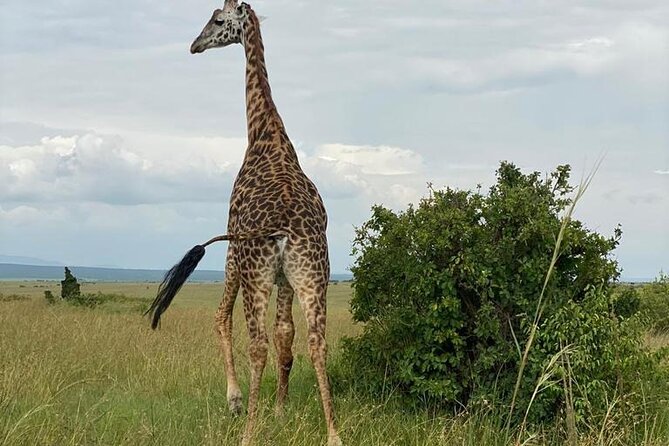 Nairobi national park and Giraffe center - Key points to know before booking