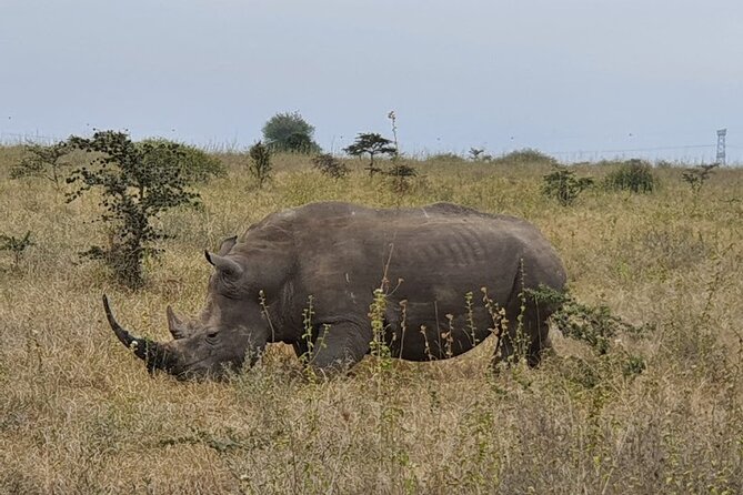 Nairobi national park and Giraffe center - Why the private format matters