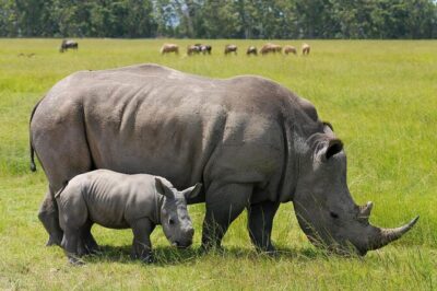 Nairobi national park and Giraffe center