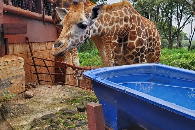 Nairobi national park and Giraffe center - From wild lions to conservation at the Giraffe Centre