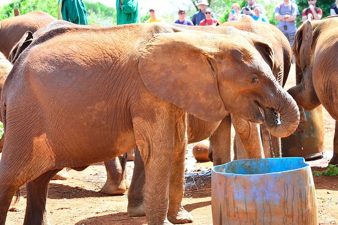 Nairobi national park and Giraffe center - What the eight-hour day really includes