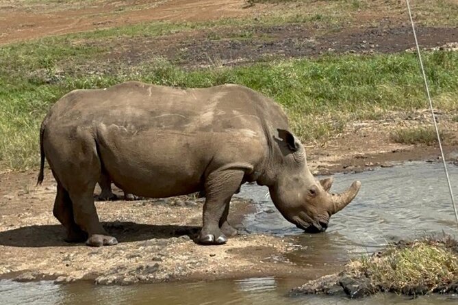 Nairobi National Park and Giraffe Center Daily Tours. - Why Nairobi National Park works so well in a short visit