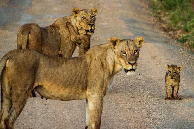 Nairobi National Park and Giraffe Center Daily Tours. - The Giraffe Centre is more than a photo stop