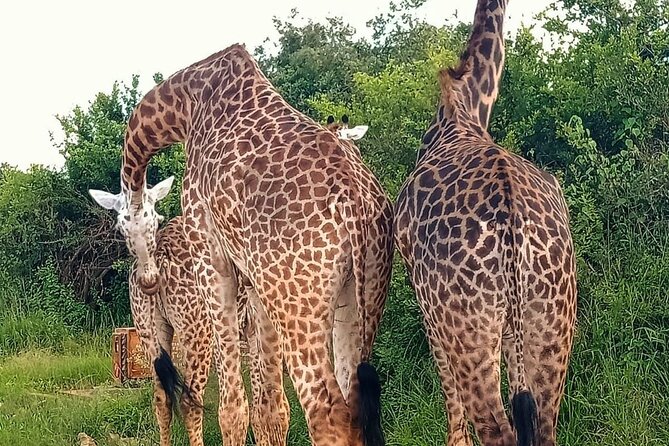 Nairobi National Park and Giraffe Center Daily Tours. - What the private format really gives you