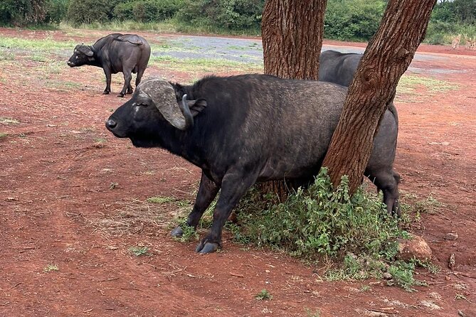 Nairobi National Park and Giraffe Center Daily Tours. - Is the $158 known total good value?
