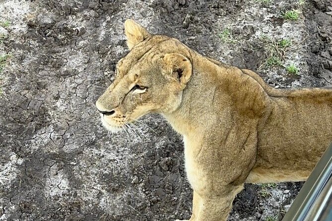 Nairobi National Park and Giraffe Center Daily Tours. - What to pack and how to prepare