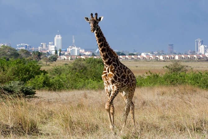 Nairobi National Park and Giraffe Center Day Tour - A five to six hour game drive through the park