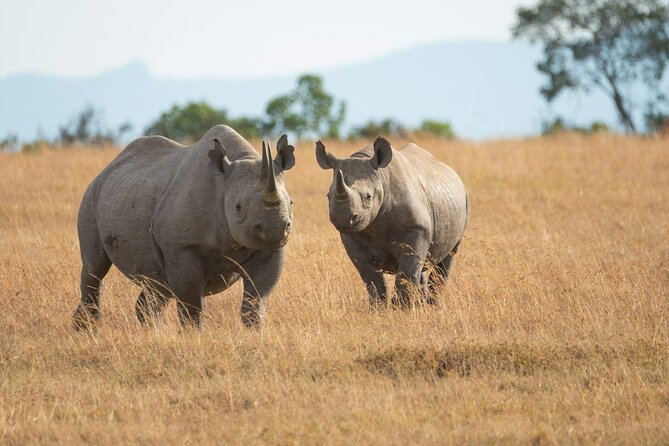 Nairobi National park And Giraffe Center: Free Wi-Fi Connection - Why Nairobi National Park makes this tour different