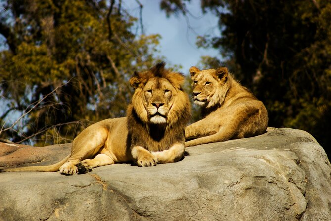 Nairobi National park And Giraffe Center: Free Wi-Fi Connection - What the $100 price really covers