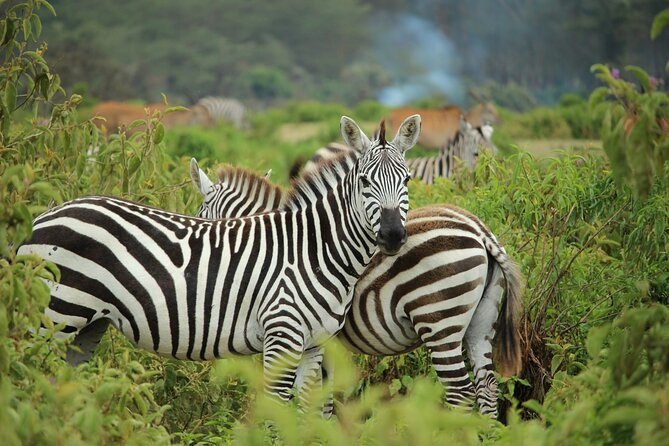 Nairobi National park And Giraffe Center: Free Wi-Fi Connection - Who will get the most from this Nairobi outing