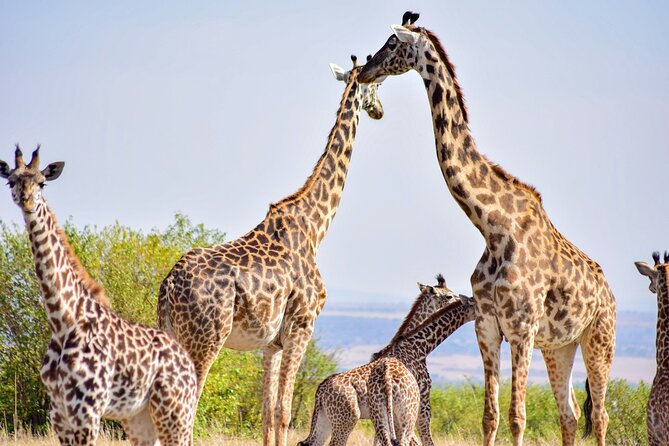 Nairobi National park And Giraffe Center: Free Wi-Fi Connection - What the guide adds to the safari