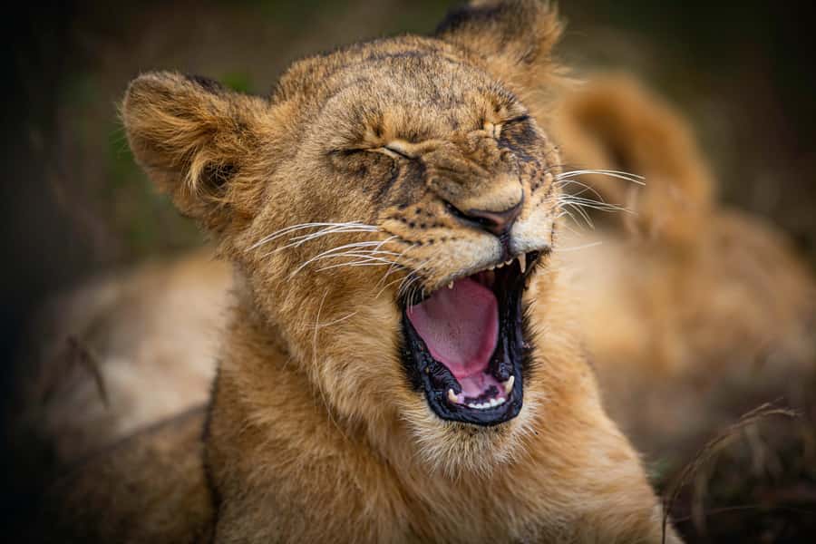 Nairobi National Park, Baby Elephant and Giraffe Centre Tour - Key points to know before booking