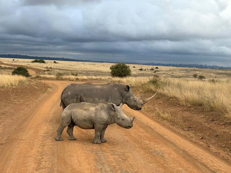 Nairobi National Park, Baby Elephant and Giraffe Centre Tour - A safari park beside Nairobi’s city center