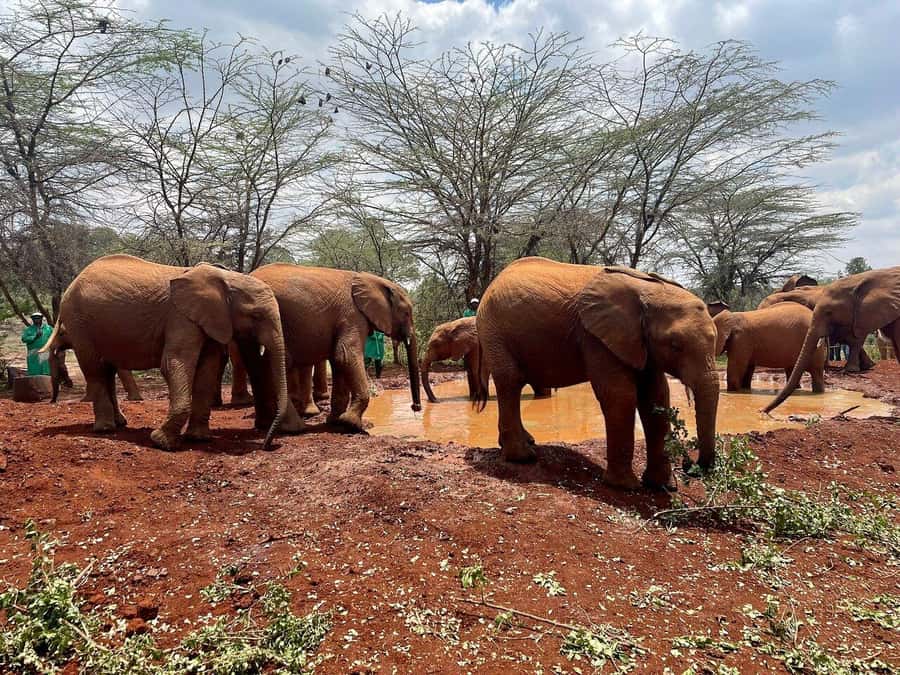 Nairobi National Park, Baby Elephant and Giraffe Centre Tour - Meeting orphaned elephants at the Sheldrick Wildlife Trust