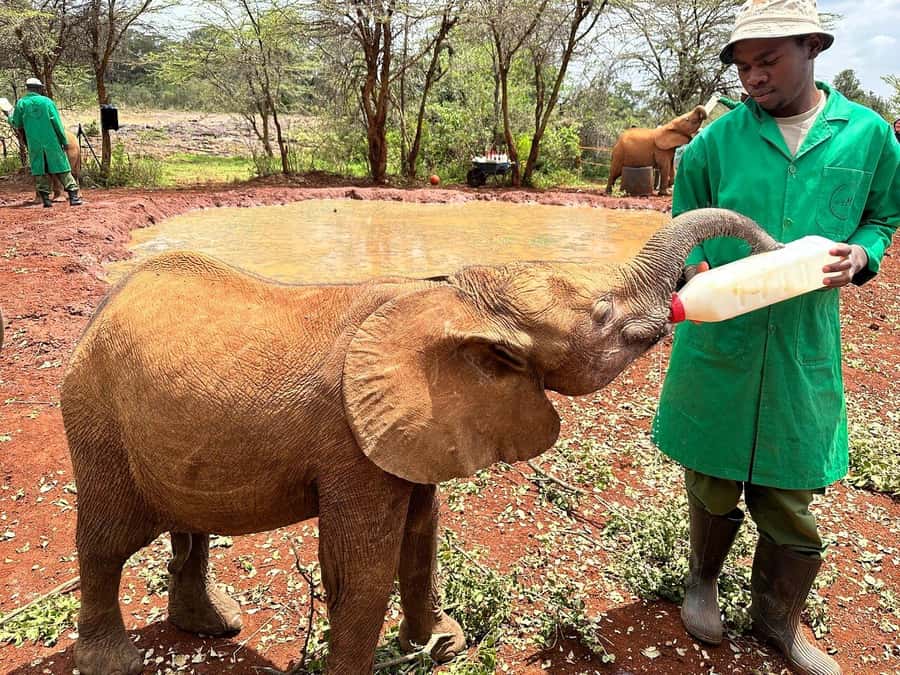 Nairobi National Park, Baby Elephant and Giraffe Centre Tour - Kazuri Beads Factory and the lunch break